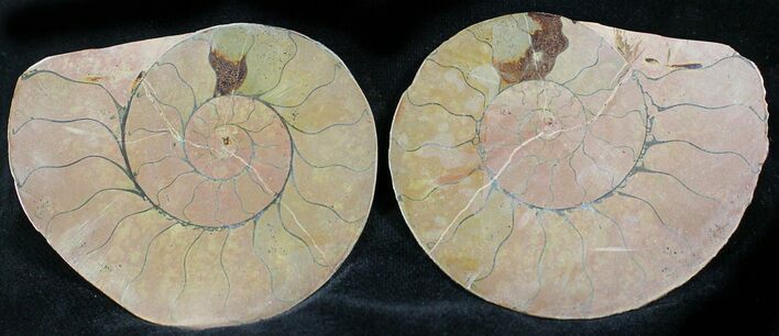 Iron Replaced Ammonite Fossil Pair #27454